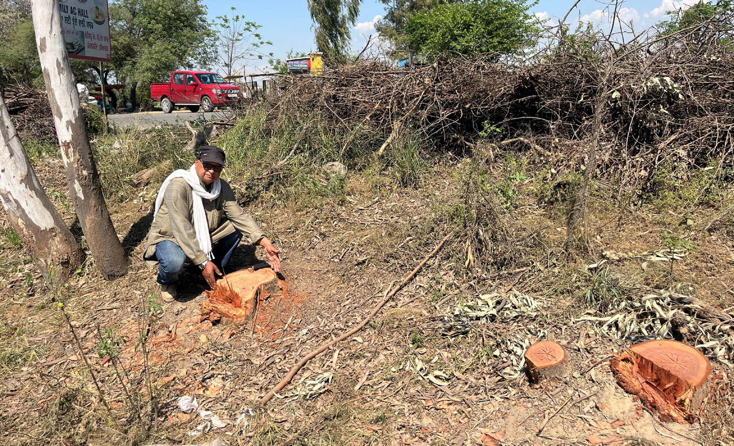 A large number of eucalyptus trees have been illegally cut down near the Nangal Shaheed Toll Plaza (Strip Forest), the department is not taking action.